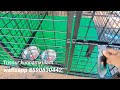 3 models hi tech Dog Cage