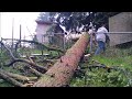 27 inch Douglas fir tree felled in gap of fence perfectly (read description)