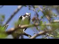 Osprey Bird Photography - Sigma 150-600mm Lens Photo Walk