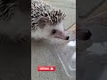 Soo cute 🥰 and soo hungry hedgehog 🥰😍❤️