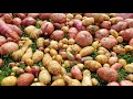 Potato harvest - when is the right time?