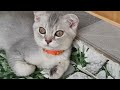 You Laugh You Lose😹Funniest Dogs and Cats 2024😻🐈