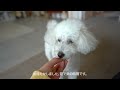 VLOG_ Chestnut Pound Cake,  My Dog Eats Chestnuts for the First Time