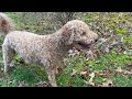 Crazy Goldendoodle Siblings Let Off Some Steam | Exploring a New Yard