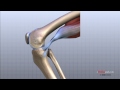 Knee Anatomy Animated Tutorial