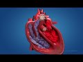 Human Circulatory System