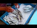 Amazing Fish Selling Techniques in Sri lanka..