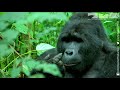 Robot Spy Gorilla Records Mountain Gorillas Singing & Farting!