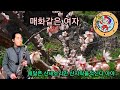 매화같은여자 (최영주)                      🎵🎼🌹테너연주