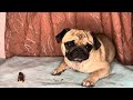 ASMR Dog Eating & Chewing Various Dog Treats