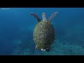 WILDERNESS 2022 | Diving the islands of Flores, Komodo and Sumbawa  4K