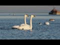 Swans with OM SYSTEM OM-1 4K