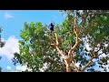 Cưa cây Xà Cừ nghiêng siêu khủng ở trường học / Sawing a super tilted Conch Tree at school | T686