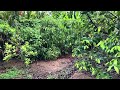 Tropical Fruit Paradise  | Natural Farming | June 15, 2024