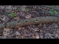 Sunset Hike. What is in our woods? #trailcamera #woods #hike #animals