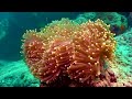 11HRS Ocean Life 4K (ULTRA HD) - Dive Into The Secret Life Of Sea Creatures With Ocean Sounds
