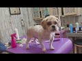 Grooming a Shihtzu & eye booger removal