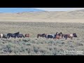 Muskrat Basin Wild Horses, June 2024