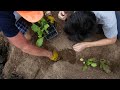 UNEDITED Deep South Harvest, Planting andgarden tour. #shedwarsglobalgardeninghomesteading