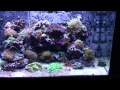 RD's Reef Tank (6/13/12 update)