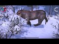 Carnivores Ice Age(All Animal Calls!!!)