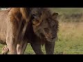 Lion Trapped by Clan of Hyenas | Dynasties | BBC Earth