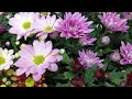 Chrysanthemum flowers, atmospheric music, healing, relaxation