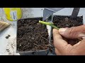 GRAFTING | CLONING | PROPAGATING FRUIT TREES  | 1 ACRE FOOD FOREST