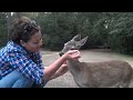 Scratching Baby Deer