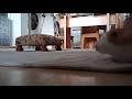 Cute Bunny Rabbit Binkies and Zoomies