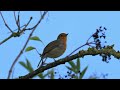 Singing Robin with a Nikon Z9 + Nikon 180-600mm, handheld at 600mm