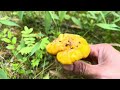 Picking summer mushrooms all over the road like this, Cantharellus Cibarius (Kantarell 🇸🇪)