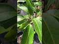 How to tip prune tropical fruit trees (close-up with mango)!￼