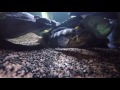 gopro4 fish full HD 60p underwater Jaguar