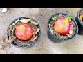 How To Grow Apples Trees From Apples Fruits , growing apples plants from seed