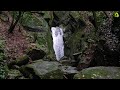 Peaceful Waterfall Sounds in the Deep Forest | Relaxing White Noise Water Sounds for Sleeping