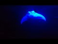 Snorkeling with the Manta Rays @ night