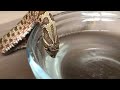It's Adorable When A Snake Drinks Water!