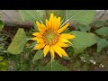 Another beautiful sunflower in my garden  🌻 || From seeds to flowers || Happy gardening