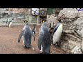 Penguins at the Saint Louis Zoo Take a Walk Outside in the Snow Flurries