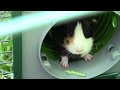 Relaxing Guinea Pig Video With Music