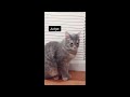 2 HOUR BEST FUNNY CATS COMPILATION 2023 😂| The Best Funny And Cute Cat Videos 6!😸 😸