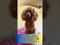 무지개 다리 건넌 강아지 / 내 딸.  몽실이 / Farewell from the dog's / Tiny Poodle Adult Dog  / Tiny Poodle