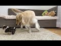 Golden Retriever Reacts to Adorable Puppy [TRY NOT TO LAUGH]