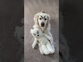 Dog Orders Himself A New Toy