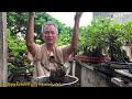 Đây Mới Là Cách Cho Sung Ra Quả Chuẩn Nhất Của Các Nghệ Thắng Bonsai