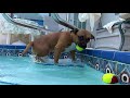 Best pitbull AmStaff learning to play ball in pool