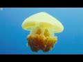 Ocean Reef 4K (ULTRA HD) 🐋- Coral Reefs and Colorful Sea Life - Relaxing Music
