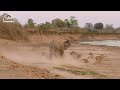 15 Moments Painful Lion Is Hunted And Tortured By Africa's Deadliest Elephant