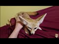 Fennec Fox: The cutest FOX